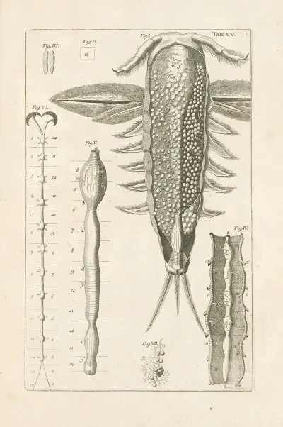 The Book Of Nature Or The History Of Insects Pl 15
