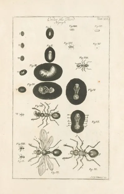 The Book Of Nature Or The History Of Insects Pl 16