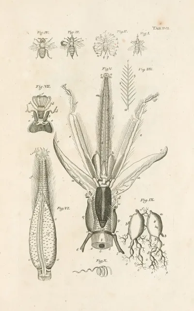 The Book Of Nature Or The History Of Insects Pl 17