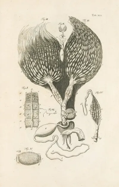 The Book Of Nature Or The History Of Insects Pl 19