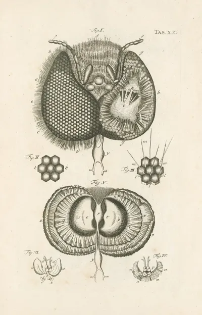 The Book Of Nature Or The History Of Insects Pl 20