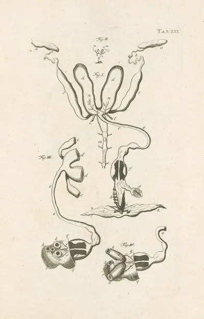 The Book Of Nature Or The History Of Insects Pl 21