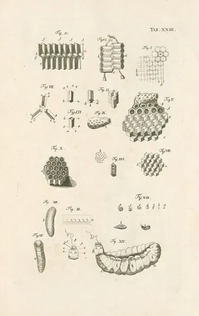 The Book Of Nature Or The History Of Insects Pl 23