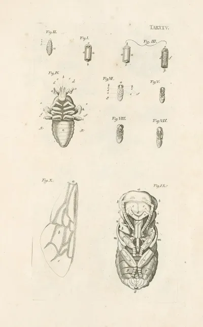 The Book Of Nature Or The History Of Insects Pl 25