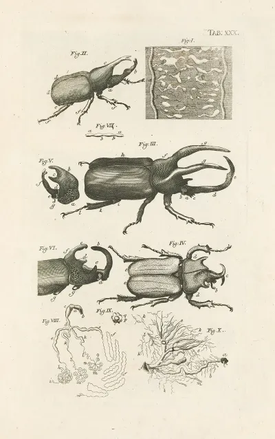 The Book Of Nature Or The History Of Insects Pl 30