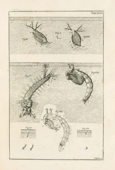 The Book Of Nature Or The History Of Insects Pl 31