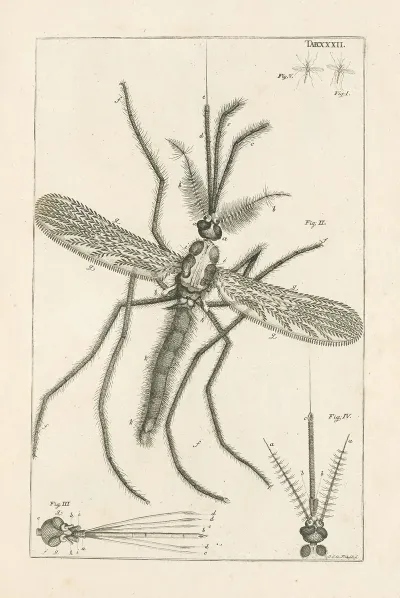 The Book Of Nature Or The History Of Insects Pl 32