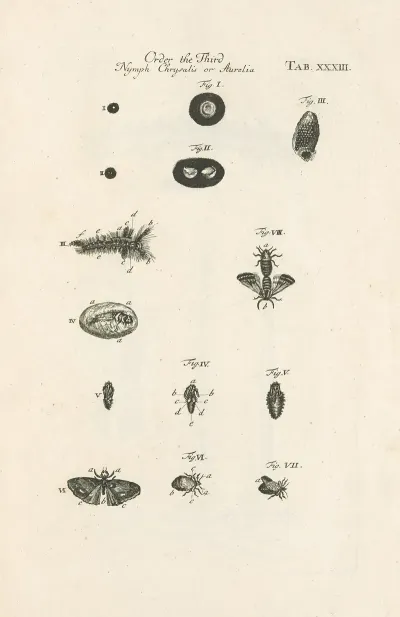 The Book Of Nature Or The History Of Insects Pl 33