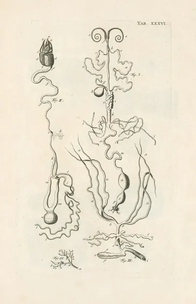 The Book Of Nature Or The History Of Insects Pl 36