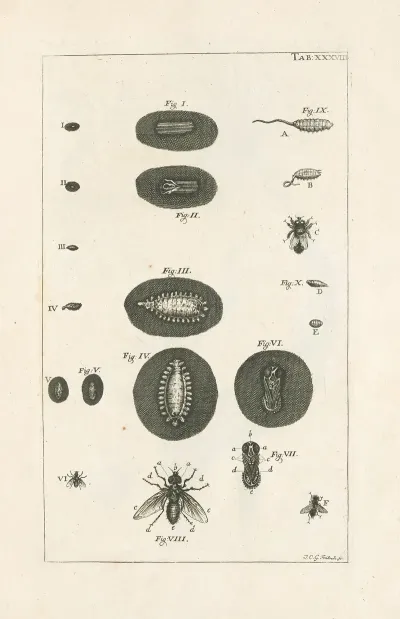 The Book Of Nature Or The History Of Insects Pl 38