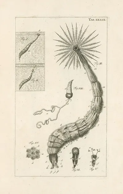 The Book Of Nature Or The History Of Insects Pl 39