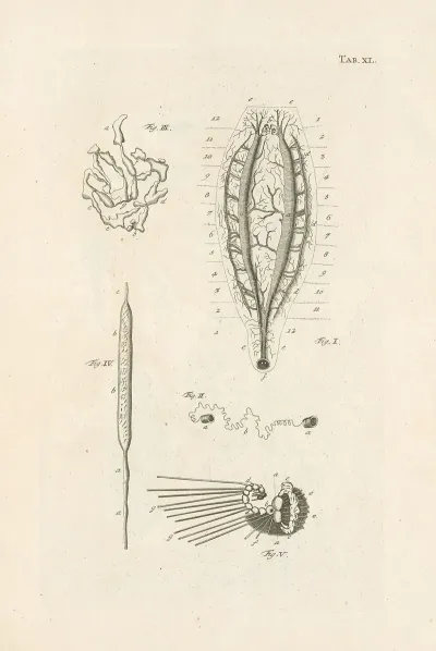The Book Of Nature Or The History Of Insects Pl 40