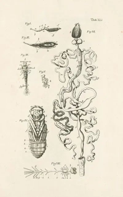 The Book Of Nature Or The History Of Insects Pl 41