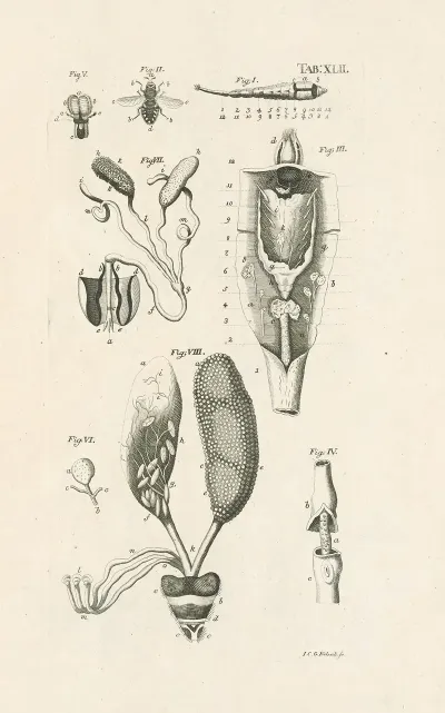 The Book Of Nature Or The History Of Insects Pl 42