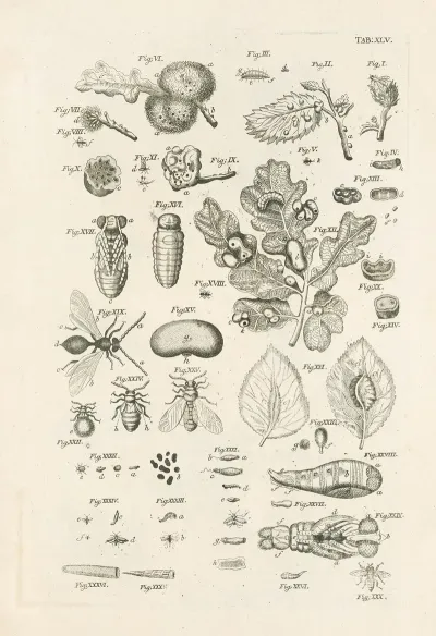 The Book Of Nature Or The History Of Insects Pl 45