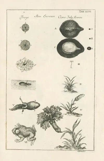 The Book Of Nature Or The History Of Insects Pl 46
