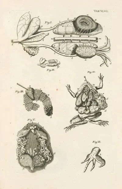 The Book Of Nature Or The History Of Insects Pl 47
