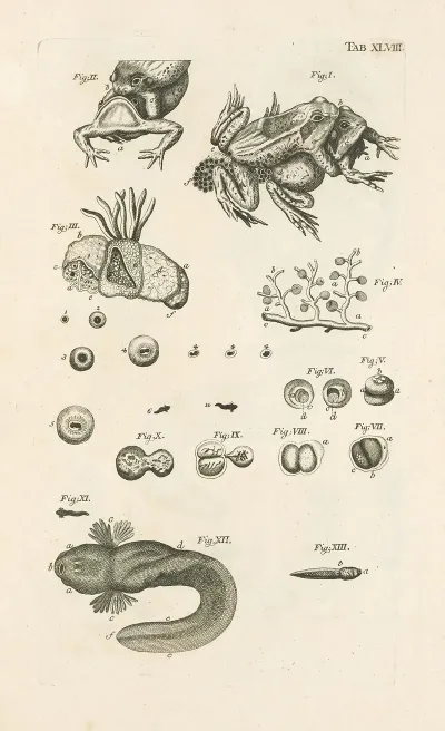 The Book Of Nature Or The History Of Insects Pl 48