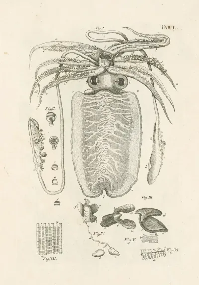 The Book Of Nature Or The History Of Insects Pl 50