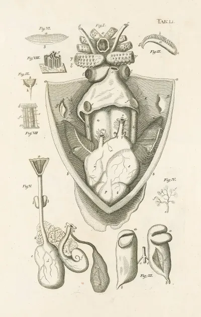 The Book Of Nature Or The History Of Insects Pl 51