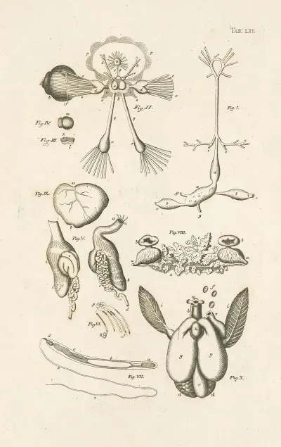 The Book Of Nature Or The History Of Insects Pl 52