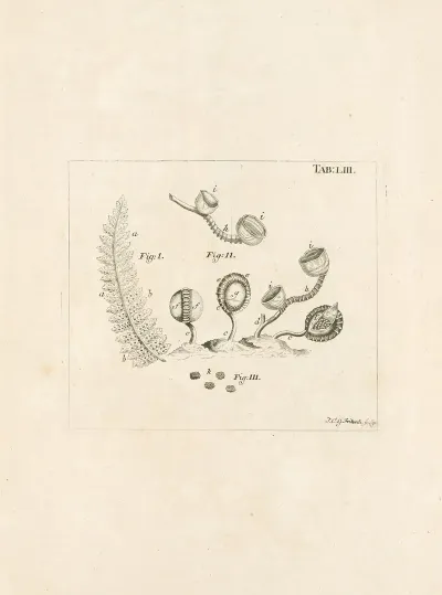 The Book Of Nature Or The History Of Insects Pl 53