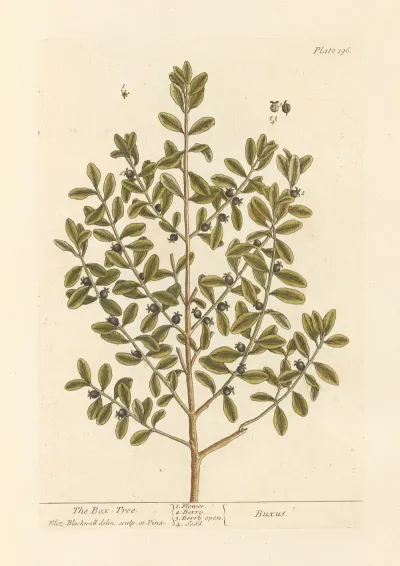 The Box Tree