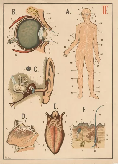 The Brain Nervous System And Senses