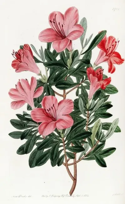 The Brick Red Chinese Azalea