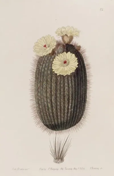 The Broom Cactus
