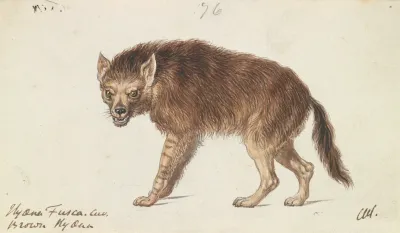 The Brown Hyena
