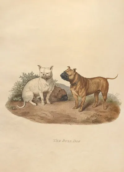 The Bull Dog