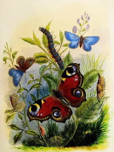 The Butterfly Vivarium Or Insect Home Pl 1