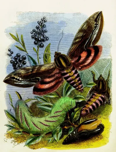 The Butterfly Vivarium Or Insect Home Pl 3