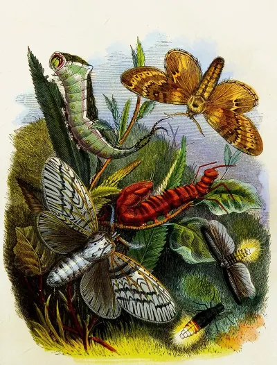 The Butterfly Vivarium Or Insect Home Pl 4