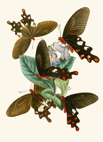 The Cabinet Of Oriental Entomology Pl I