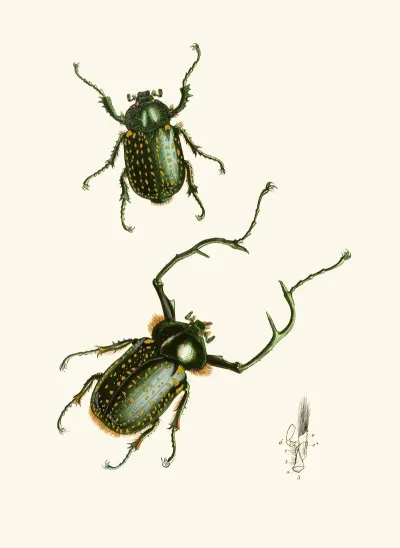 The Cabinet Of Oriental Entomology Pl Ii