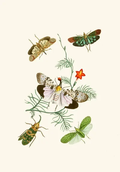 The Cabinet Of Oriental Entomology Pl Iv