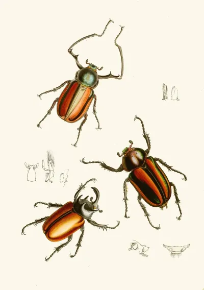 The Cabinet Of Oriental Entomology Pl Xiv