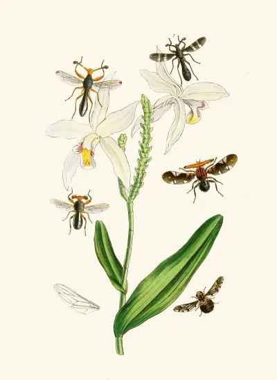 The Cabinet Of Oriental Entomology Pl Xix