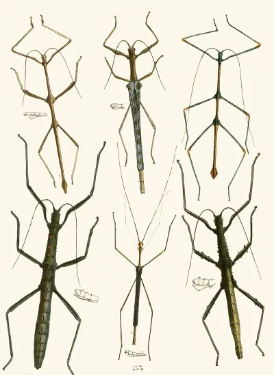 The Cabinet Of Oriental Entomology Pl Xl
