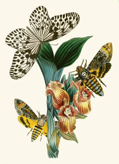 The Cabinet Of Oriental Entomology Pl Xli