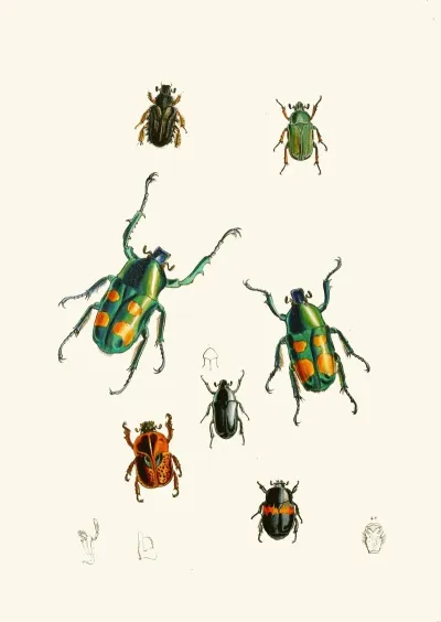 The Cabinet Of Oriental Entomology Pl Xviii