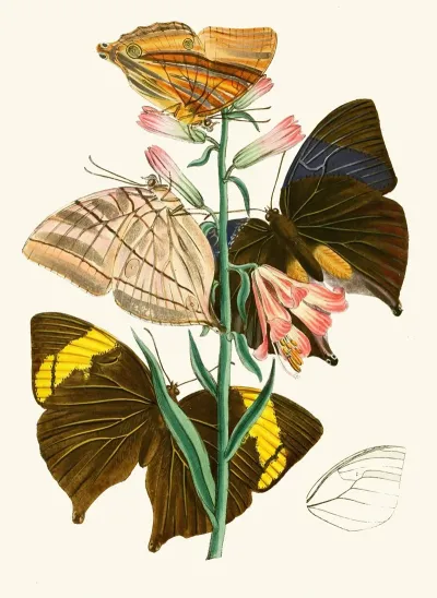 The Cabinet Of Oriental Entomology Pl Xx