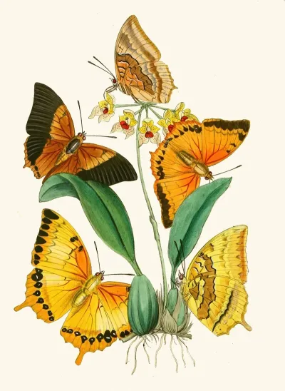 The Cabinet Of Oriental Entomology Pl Xxii