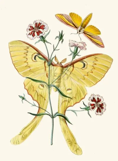 The Cabinet Of Oriental Entomology Pl Xxiii