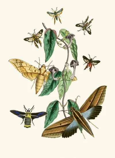 The Cabinet Of Oriental Entomology Pl Xxxi