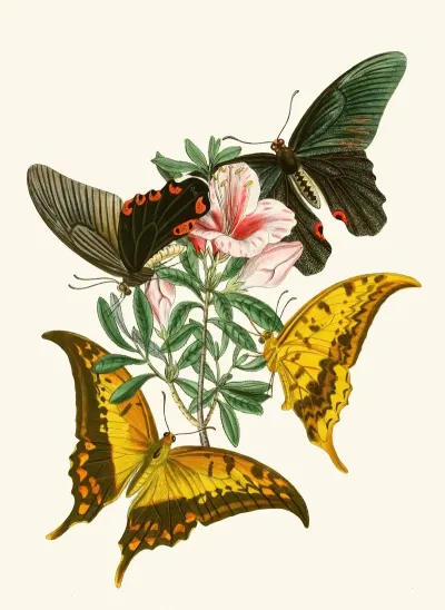 The Cabinet Of Oriental Entomology Pl Xxxii