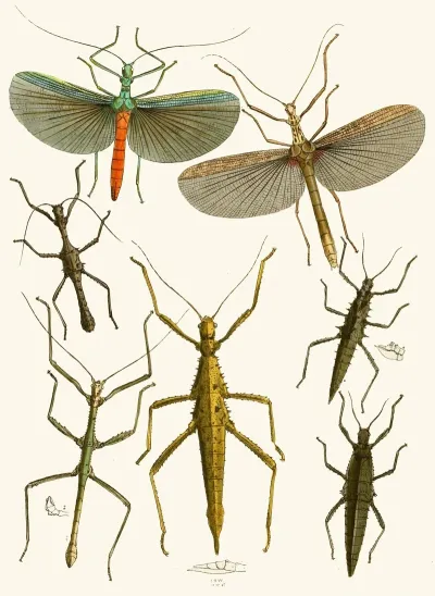 The Cabinet Of Oriental Entomology Pl Xxxix