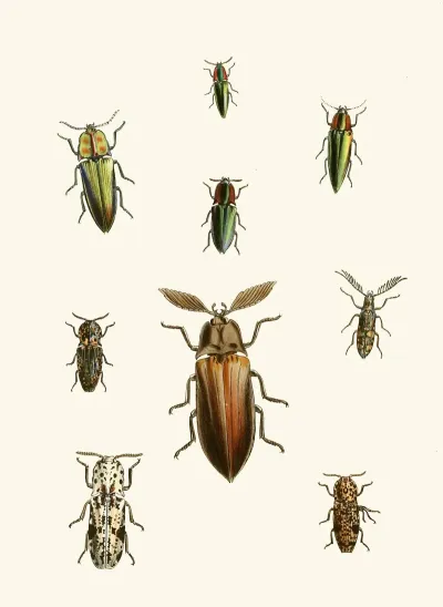 The Cabinet Of Oriental Entomology Pl Xxxvi